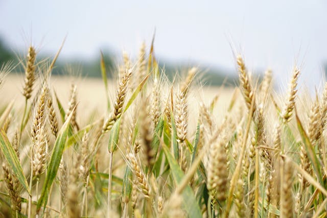 Agricultural