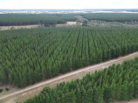 Forest