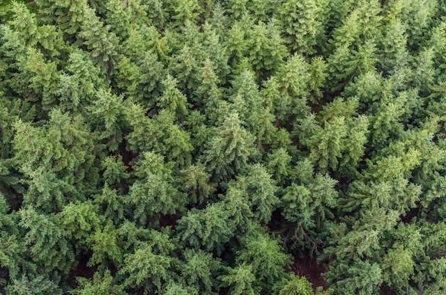 Forestry