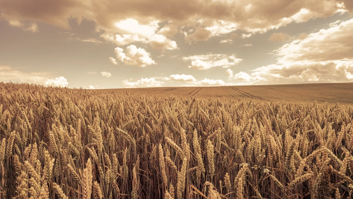 Wheat Field